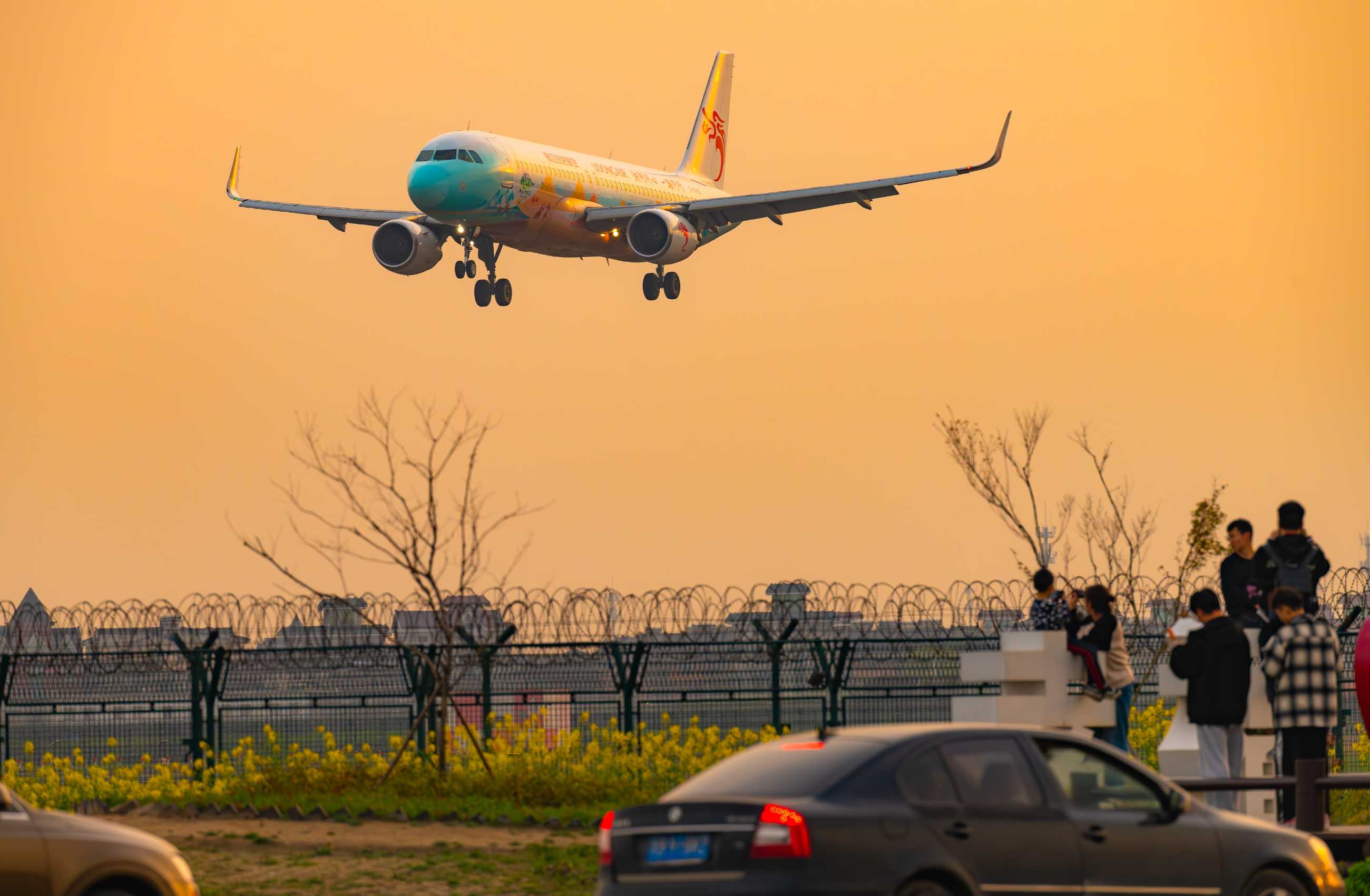 油菜花里拍大鸟，杭州萧山机场拍飞机-8486 
