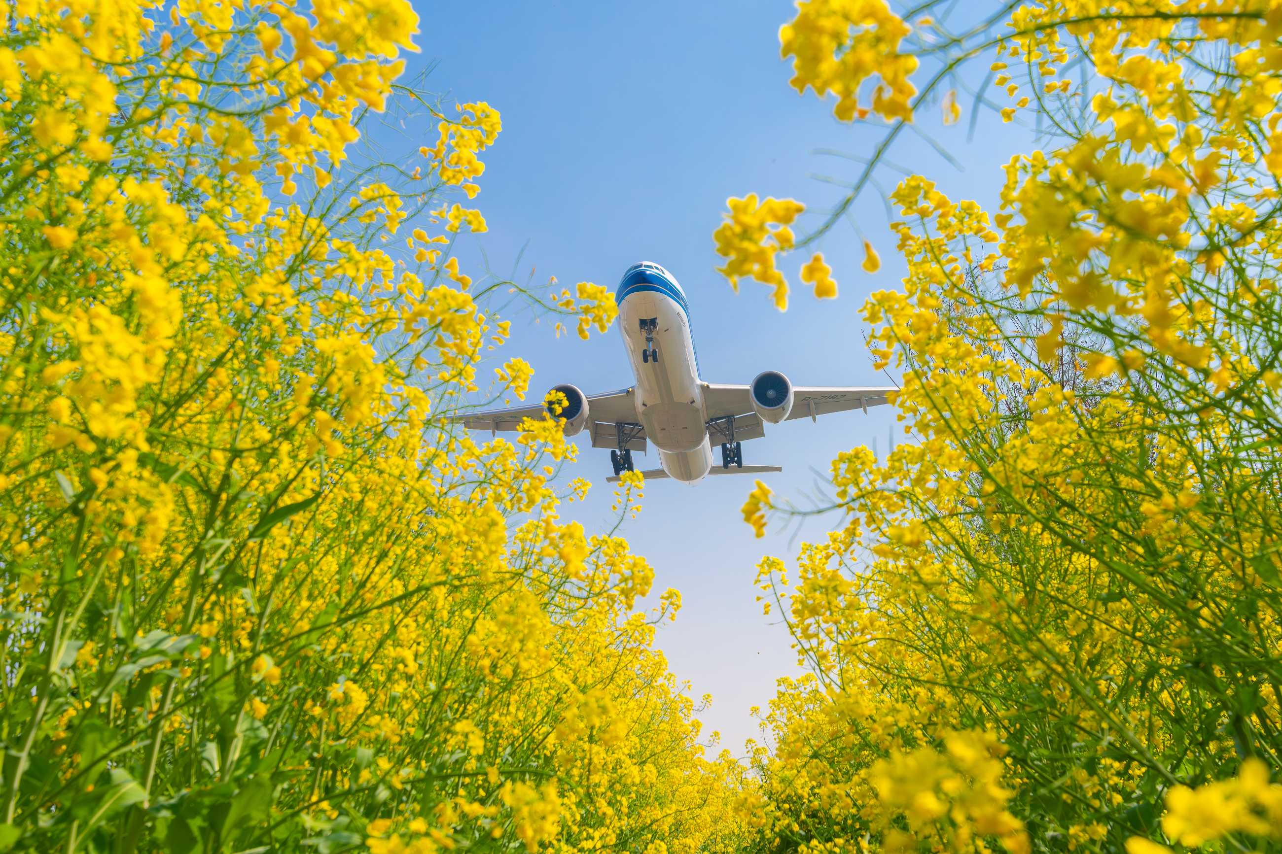 油菜花里拍大鸟，杭州萧山机场拍飞机-206 